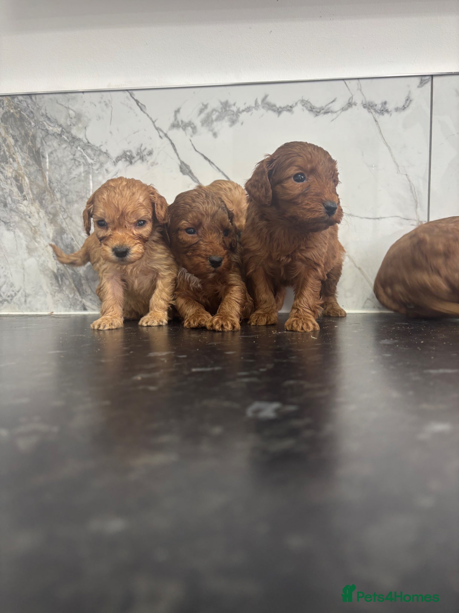 Maltipoo dogs for sale:  Fox red Quality maltipoo puppies - Advert 4