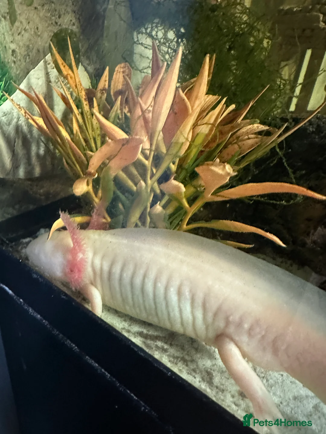 Axolotl reptiles for sale: 2 Axolotls  in Chesterfield - Advert 5