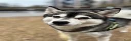 Pomsky dogs for stud: ✨ Handsome F2 Pomsky Stud Available ✨ - Advert 7