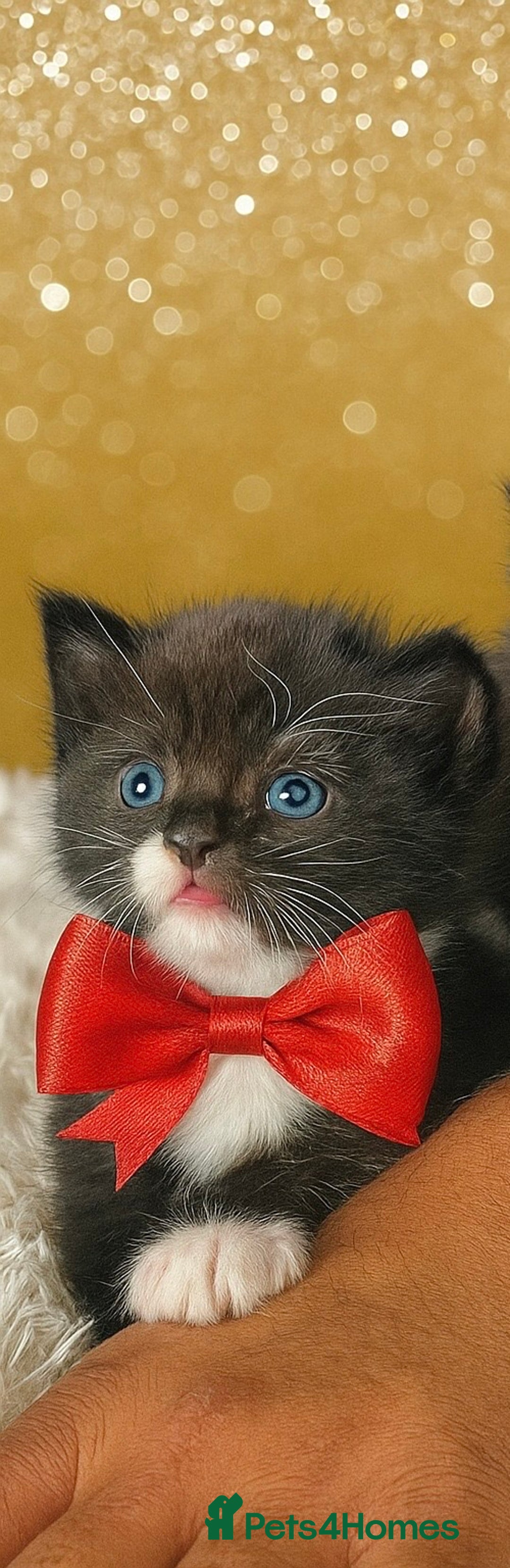 Mixed Breed cats for sale: Cutest Scottish Fold and BSH kittens  - Image 20