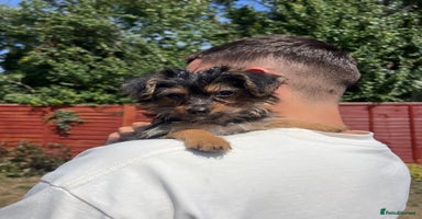 Mixed Breed dogs - Advert 5