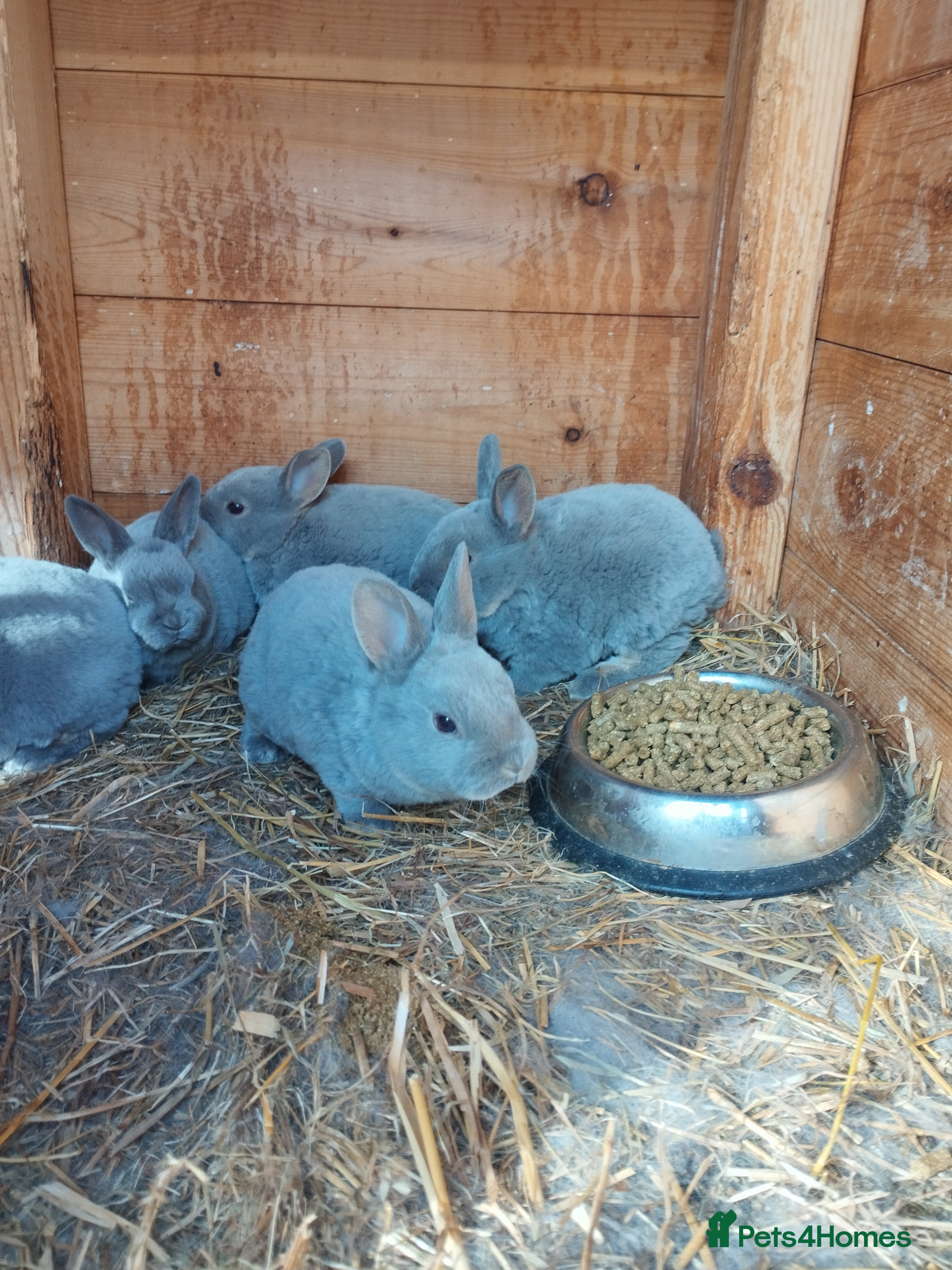 Rex rabbits Opal coulourd baby mini rex  - Advert 2