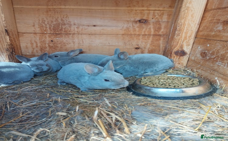 Rex rabbits Velvet fur mini rex  - Advert 1