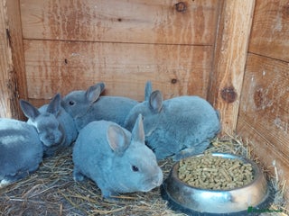 Rex rabbits for sale: Velvet fur mini rex - Advert 1