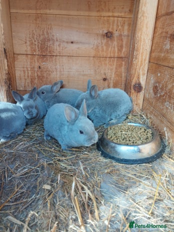 Rex rabbits Velvet fur mini rex - Advert 1