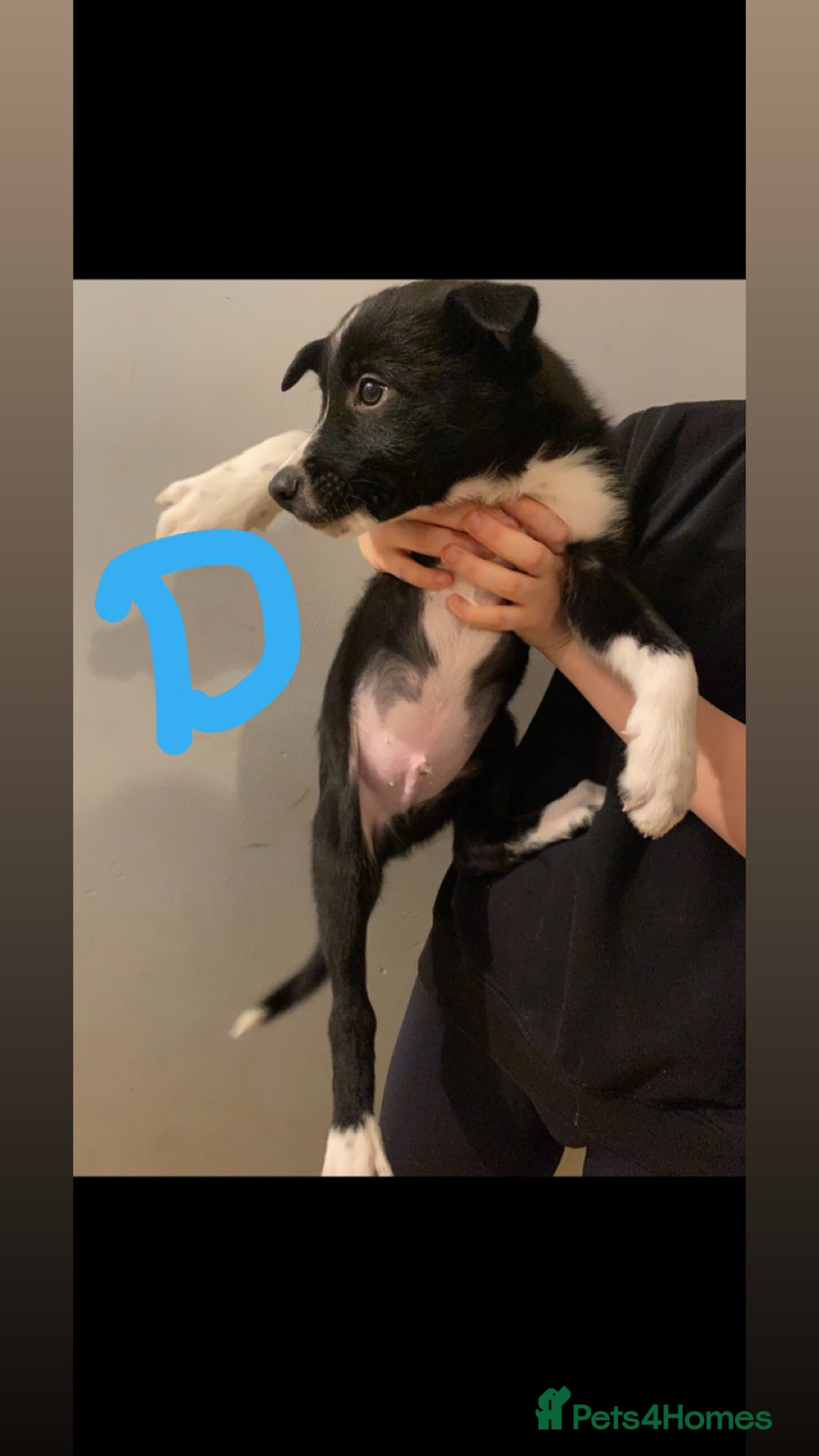 Border Collie dogs for sale: 5 border collie puppies ! - Advert 9