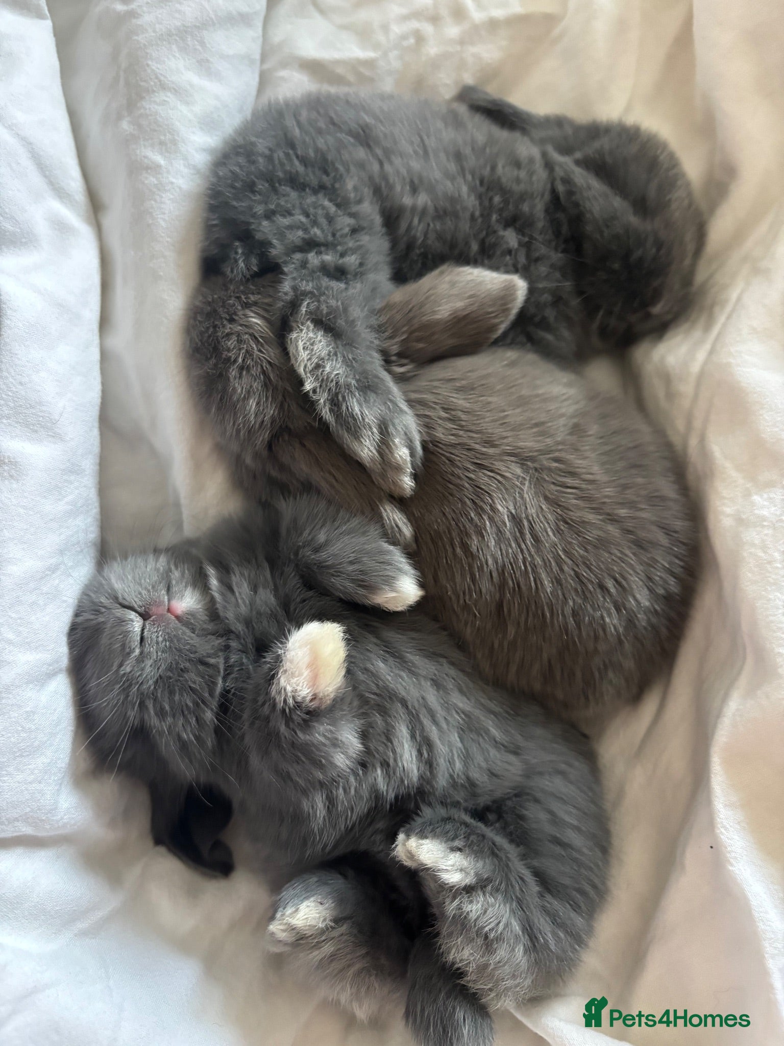 Mini Lop rabbits Mini Lop Bunnies  - Advert 1