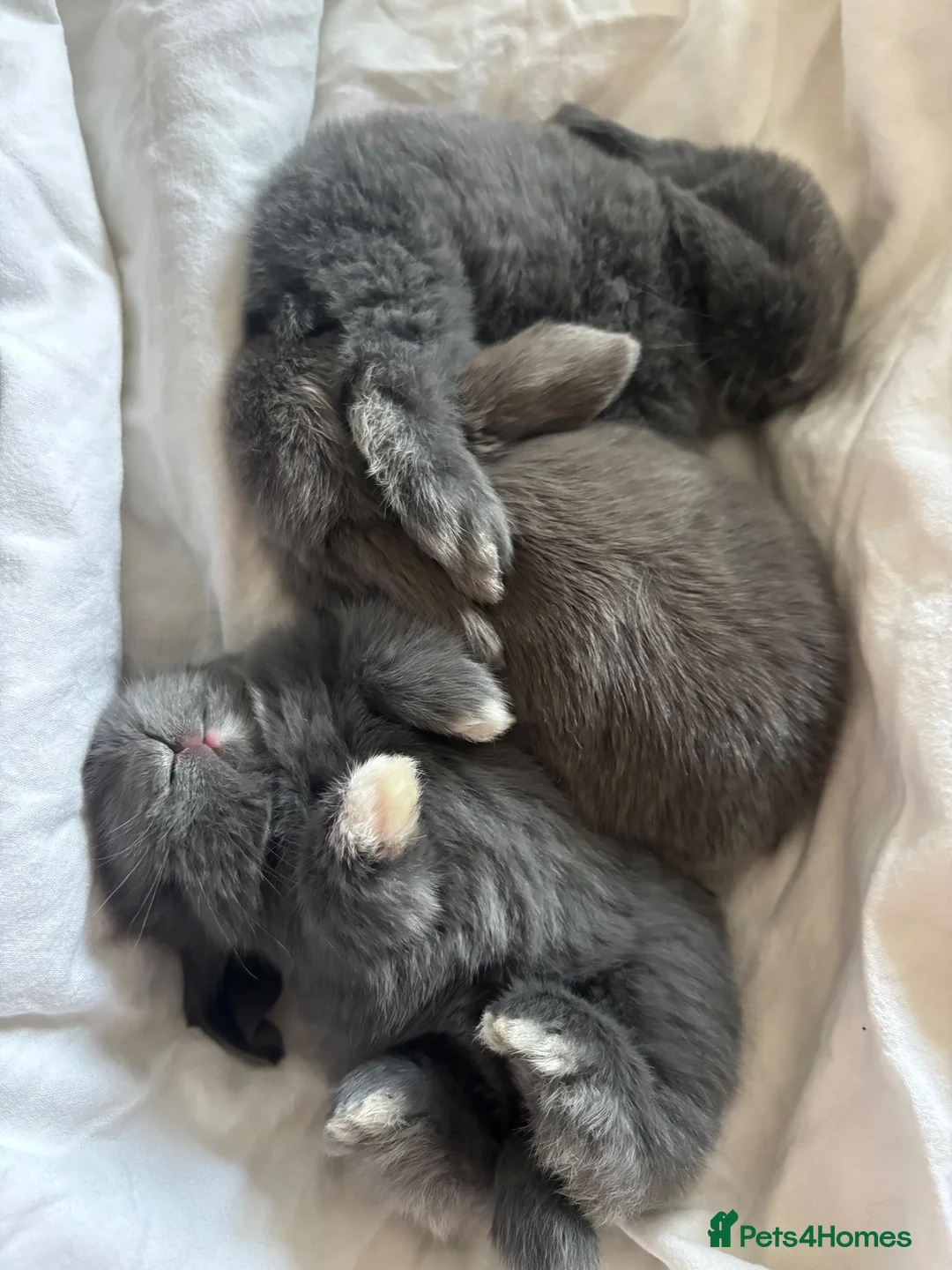 Mini Lop rabbits for sale: Mini Lop Bunnies  in Guildford - Advert 1