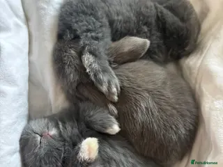 Mini Lop rabbits Mini Lop Bunnies - Advert 1