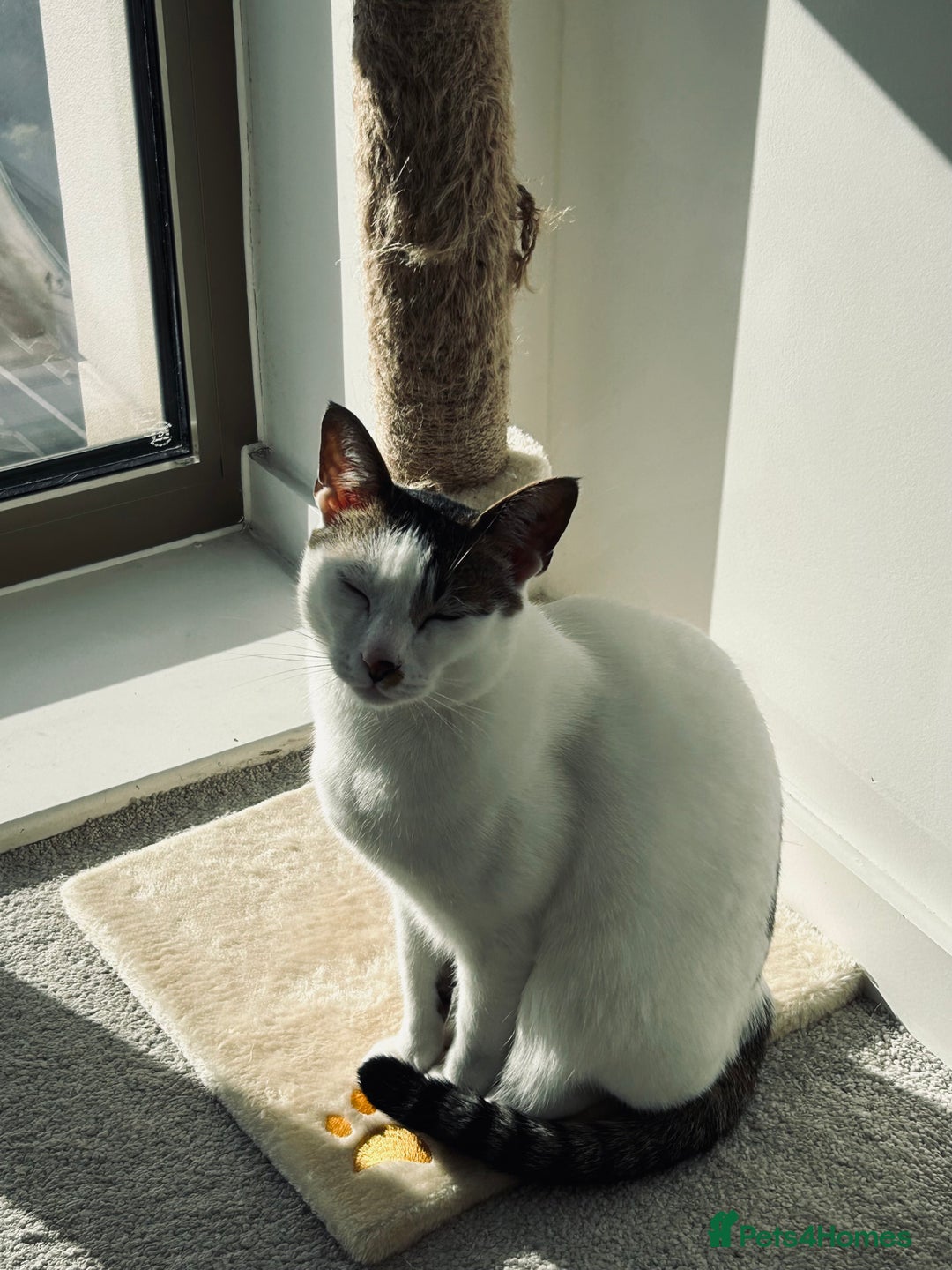 Mixed Breed cats for sale: Affectionate Cat Looking for a Forever Home - Image 8