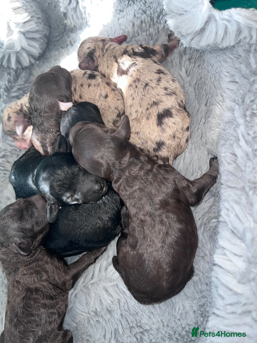 Miniature Poodle dogs for sale: 5 star Miniature poodle puppies  - Advert 2