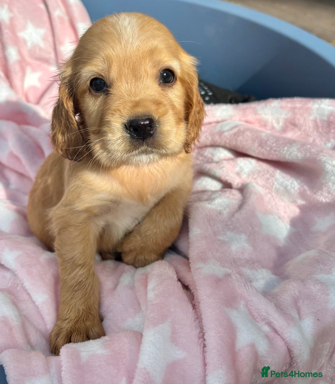 Cocker Spaniel dogs for sale: 🩷Rosie’s Stunning Puppies 🩷 - Image 18