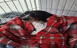 Miniature Dachshund dogs for sale: Miniature Dachsund  - Advert 20