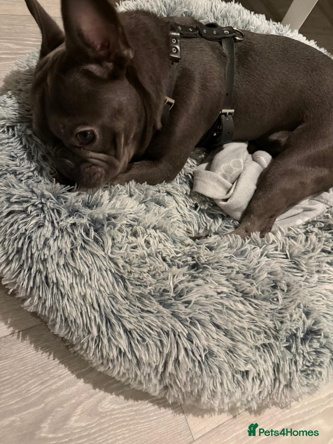 French Bulldog dogs for sale: 10 Month old male Frenchie - Advert 3