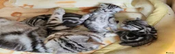 British Shorthair cats for sale: Show quality GCCF Silver Tabbies  in Rochester - Advert 12