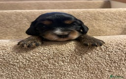 Cocker Spaniel dogs for sale: Show Cocker Spaniel’s  - Image 19