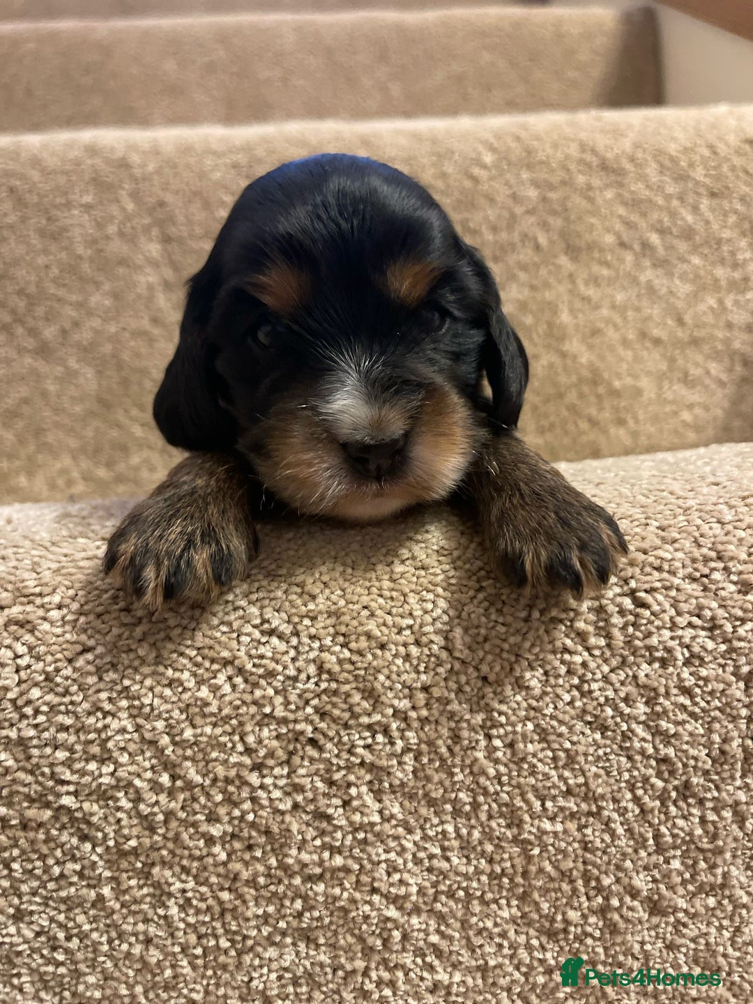Cocker Spaniel dogs for sale: Show Cocker Spaniel’s  - Image 19