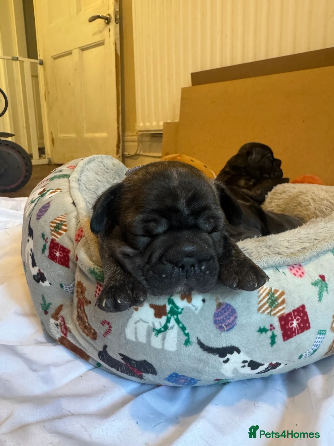 French Bulldog dogs for sale: Reduced price!!! Beautiful French bulldog pups  - Advert 11