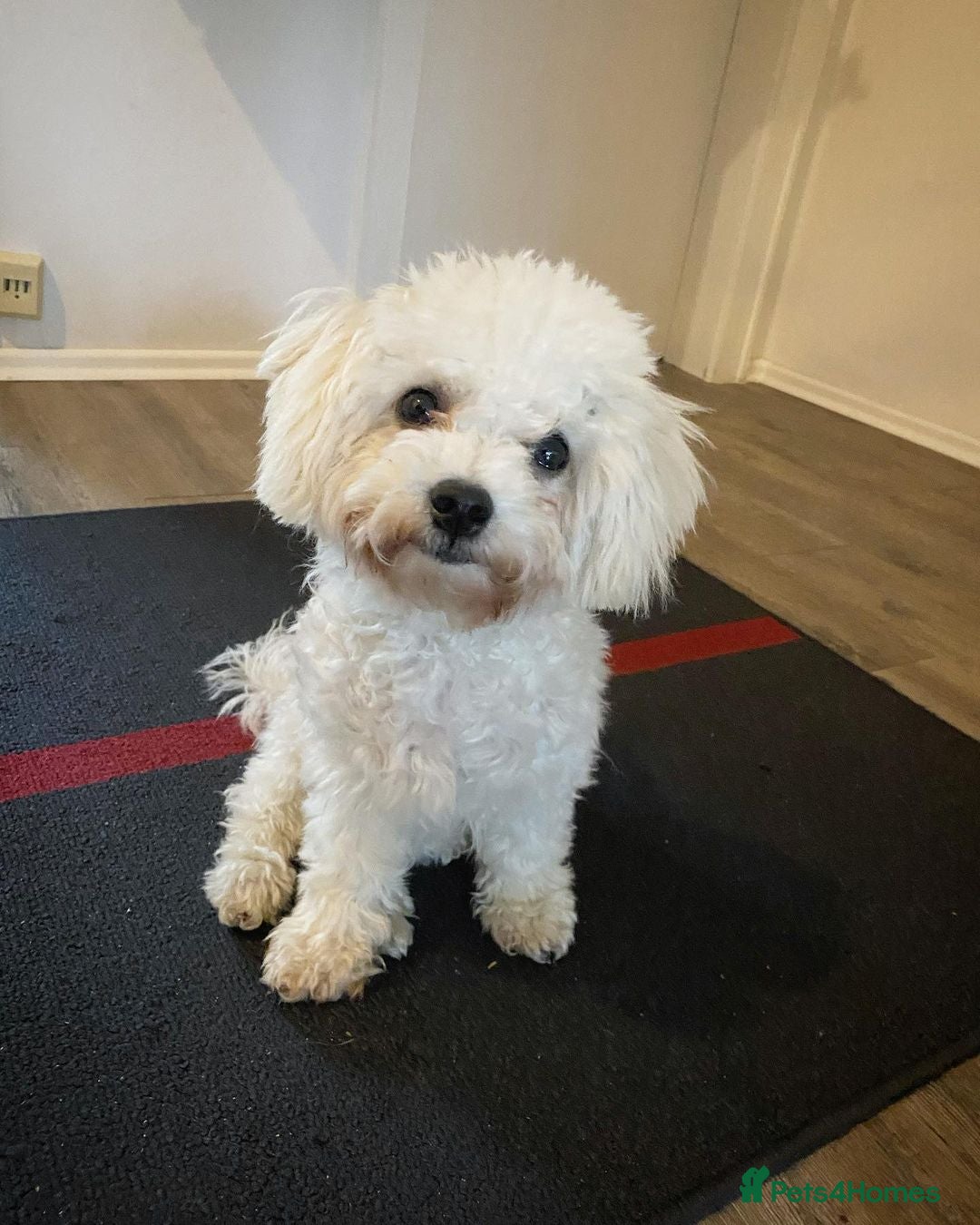 Bichon Frise dogs for sale: Adorable bichon Frise for Rehome - Image 3