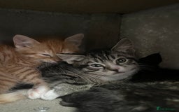 Mixed Breed cats for sale: Kittens for sale  - Image 4