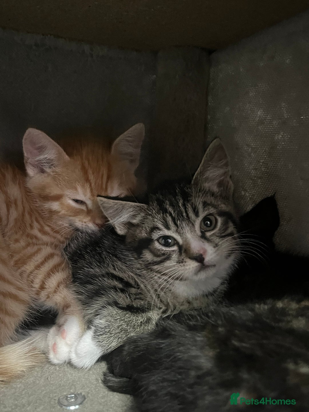 Mixed Breed cats for sale: Kittens for sale  - Image 4