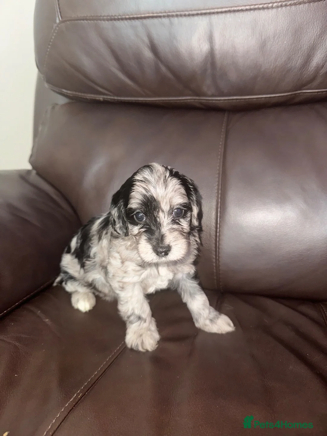 Cockapoo dogs for sale: Stunning cockapoos - Advert 2