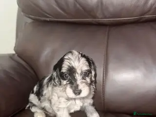 Cockapoo dogs Stunning cockapoos - Advert 1