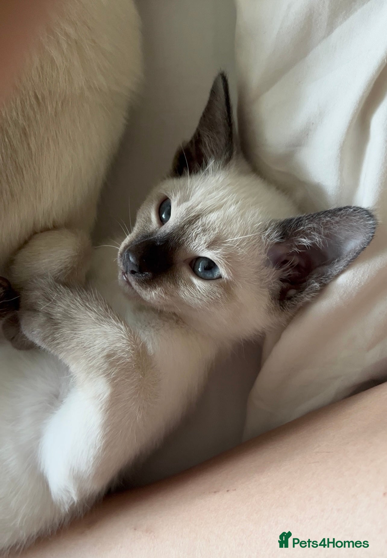 Siamese cats for sale: 1x Beautiful Seal Point Female Siamese Kitten - Advert 1