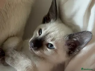 Siamese cats for sale: 1x Beautiful Seal Point Female Siamese Kitten - Advert 1