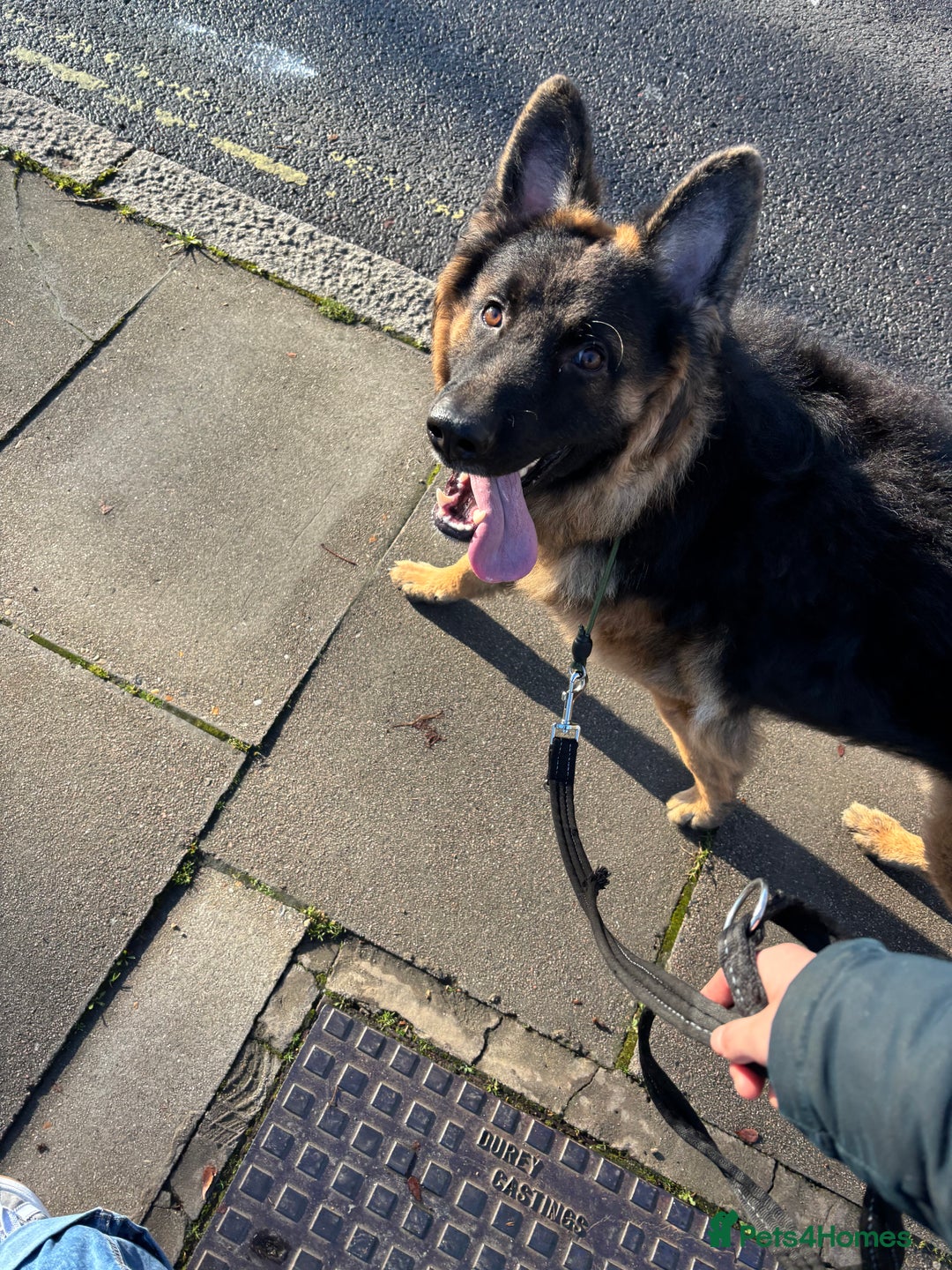 German Shepherd dogs for sale: Rehoming 1 Year Old Male German Shepherd - Advert 2