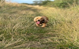 Cocker Spaniel dogs for sale: Lovely 3 year old Golden Cocker Spaniel  - Image 11