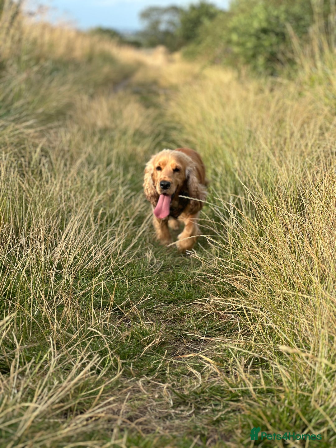 Cocker Spaniel dogs for sale: Lovely 3 year old Golden Cocker Spaniel  - Image 11