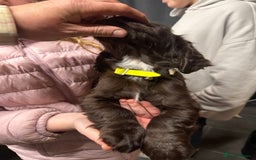 Sprocker dogs for sale: 2 x sprocker pups for sale  - Image 7