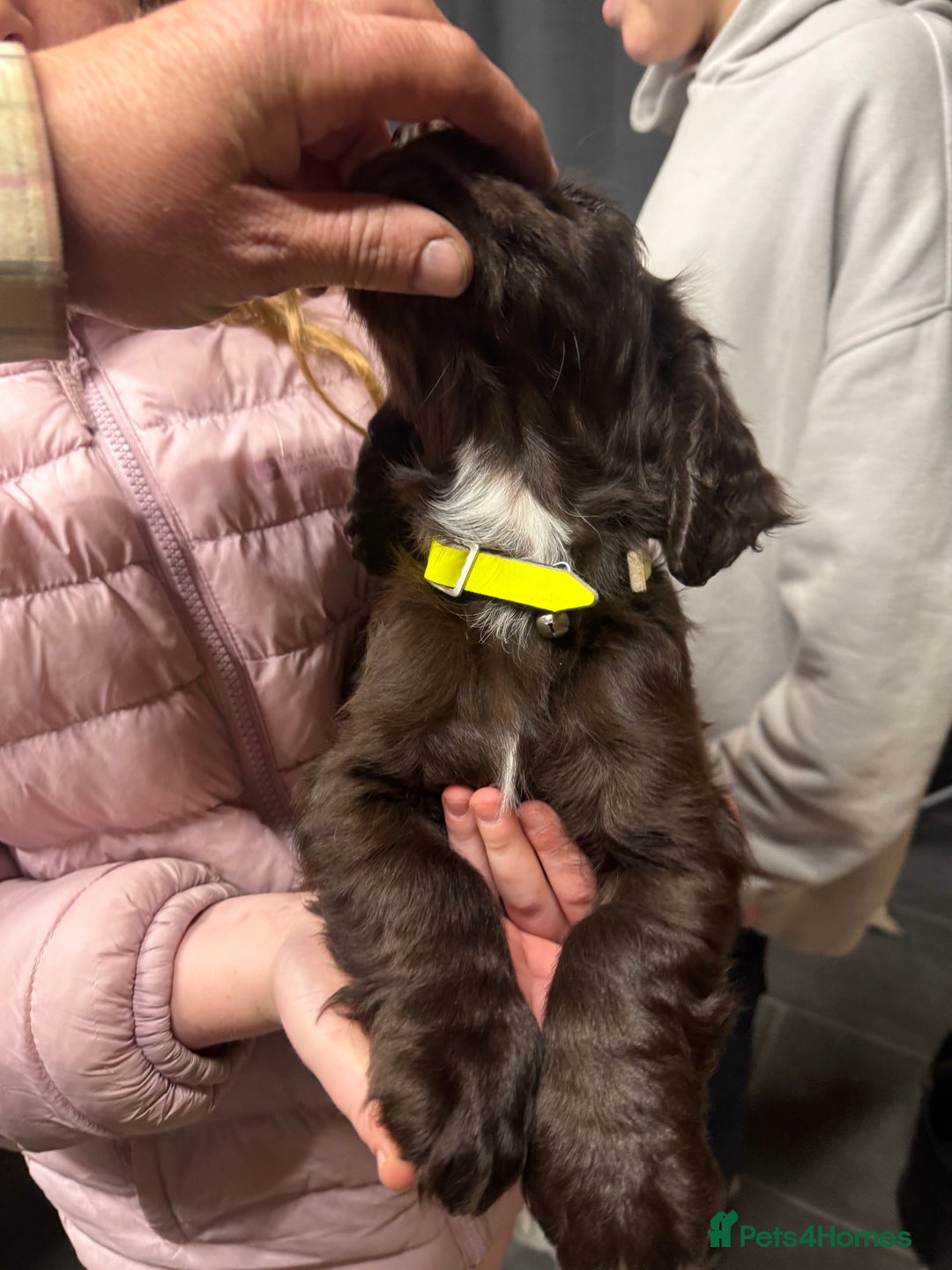 Sprocker dogs for sale: 2 x sprocker pups for sale  - Image 7