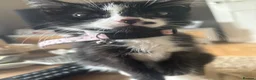 Mixed Breed cats for sale: Kitten rehoming  - Advert 7