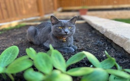 British Shorthair cats for sale: Kiki , blue British shorthair  - Image 2