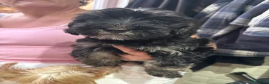 Mixed Breed 4