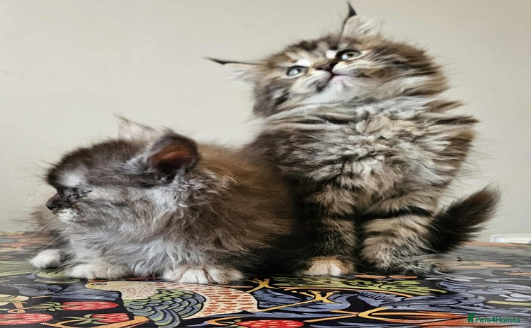 Maine Coon cats - Advert 2