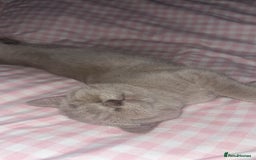 British Shorthair cats for sale: Female British Shorthair - £200 package included! - Image 3