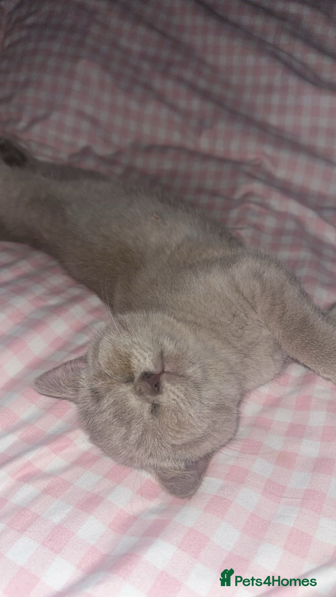 British Shorthair cats for sale: Female British Shorthair - £200 package included! - Image 3