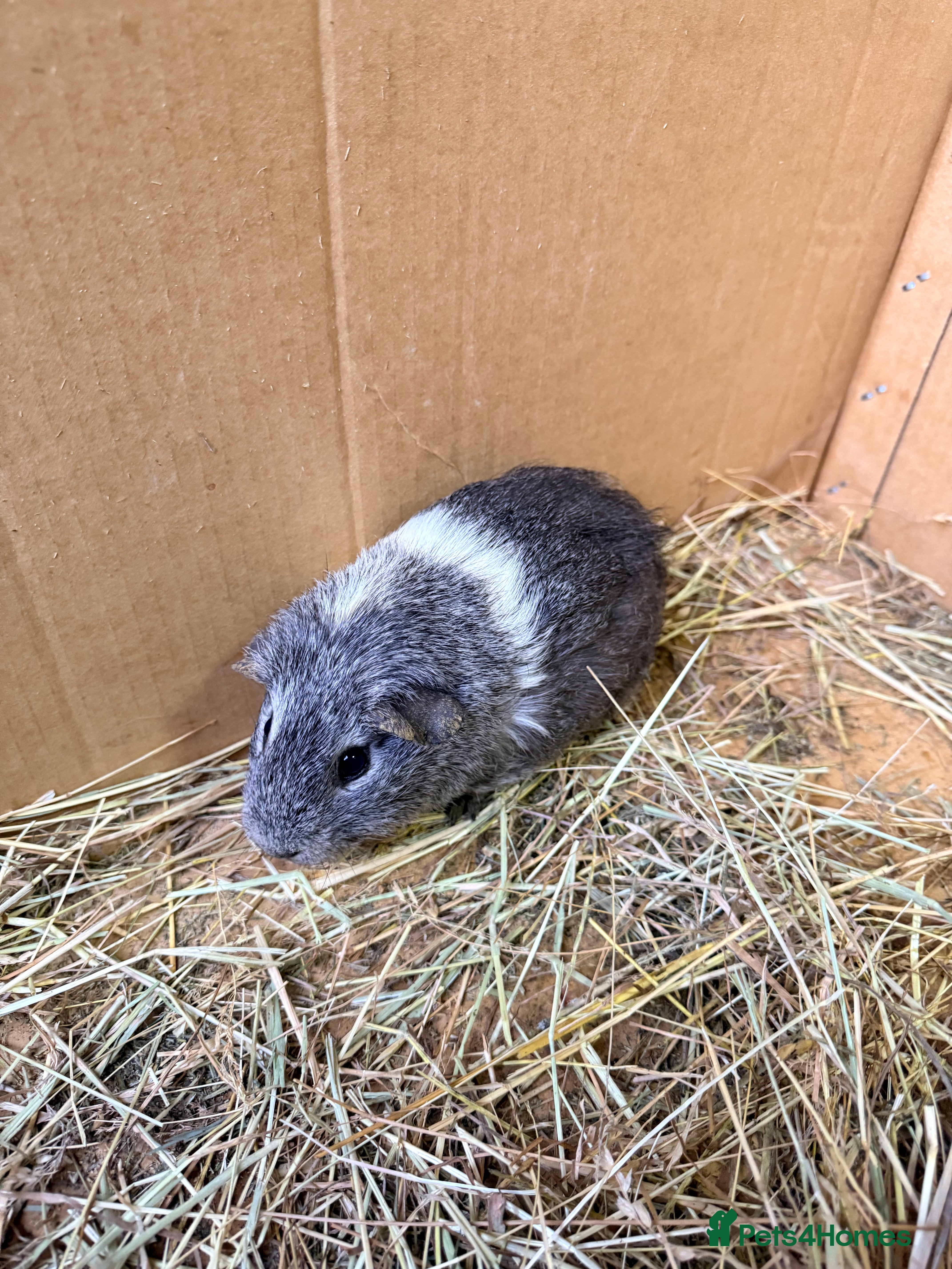 Guinea Pig rodents  sow guinea pigs  - Advert 7