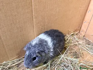 Guinea Pig rodents sow guinea pigs - Advert 7
