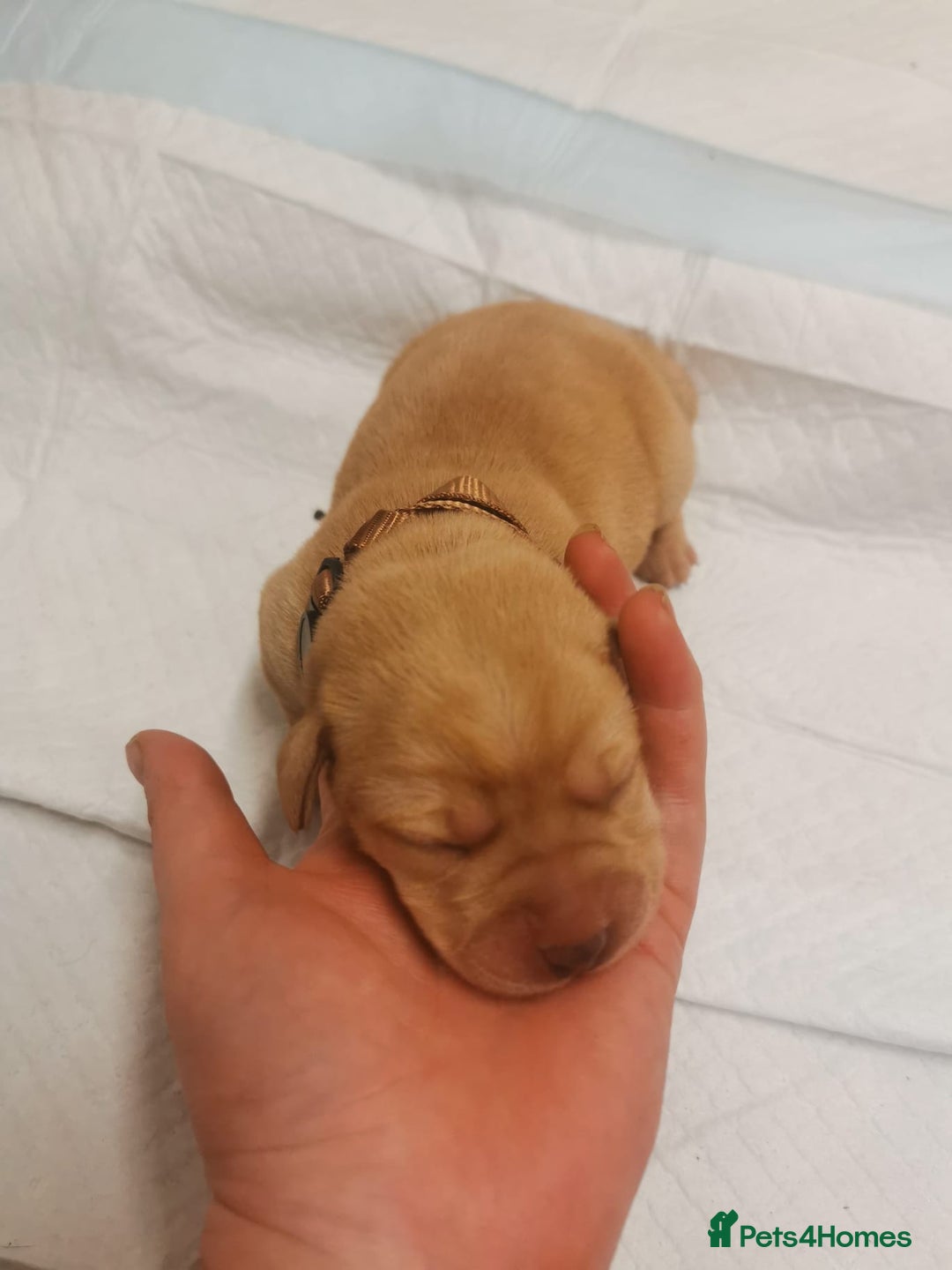 Labrador Retriever dogs for sale: KC Registered Fox Red and Black Labrador Puppies  - Advert 7