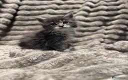Maine Coon cats for sale: Mainecoon full pedigree kittens - Advert 8