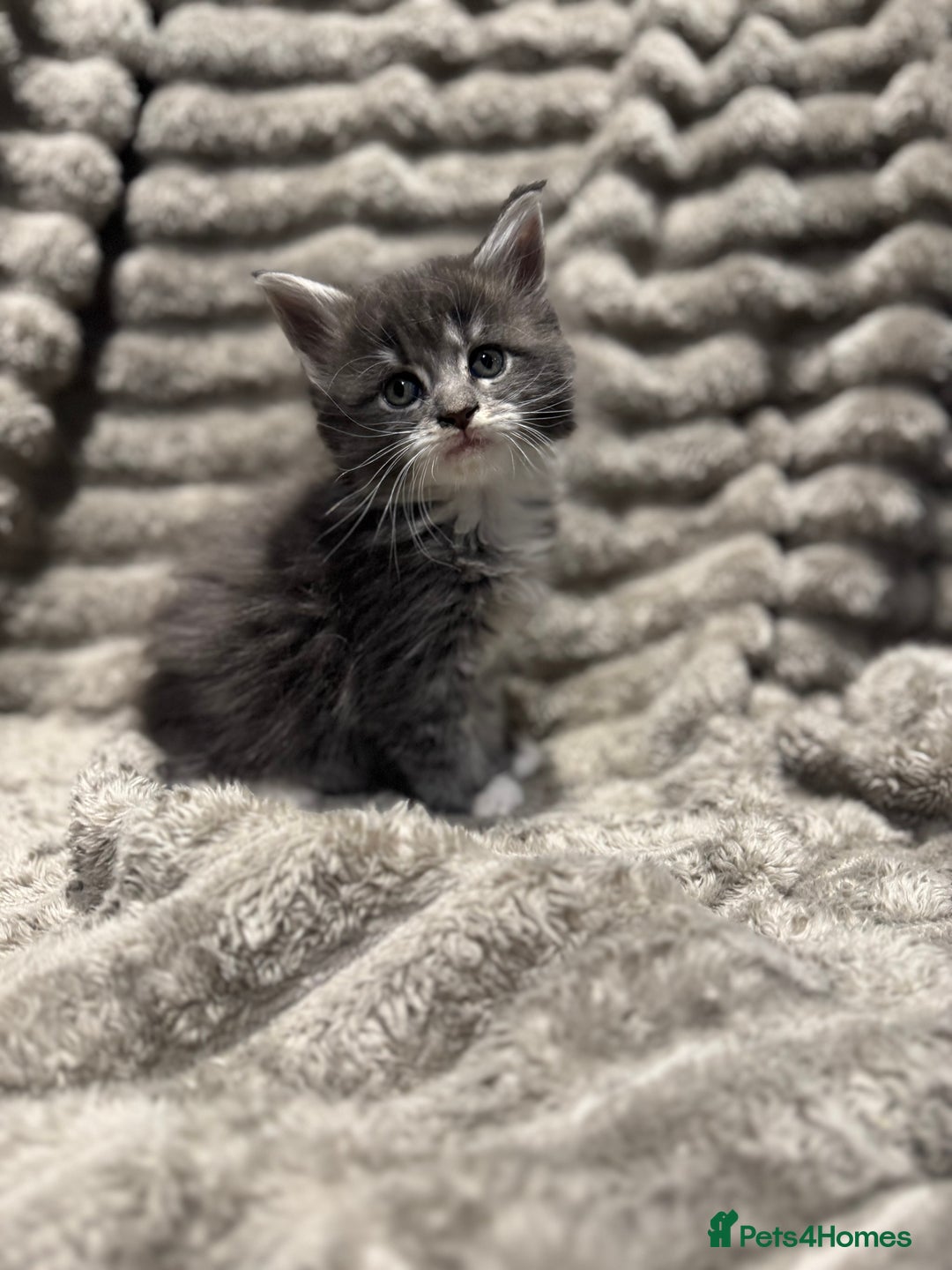 Maine Coon cats for sale: Mainecoon full pedigree kittens - Advert 8