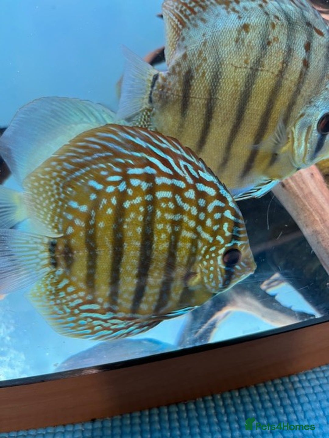 Discus fish for sale: HIGH QUALITY DISCUS £40 EACH  - Advert 18