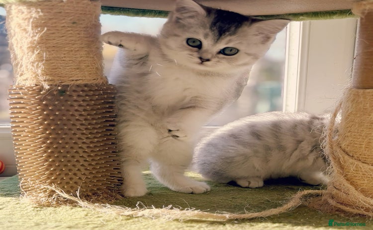 British Shorthair cats BSH silver spotted and chinchilla GSSF registered  - Advert 1