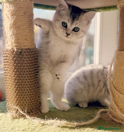 British Shorthair cats BSH silver spotted and chinchilla GSSF registered - Advert 1