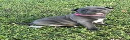 Staffordshire Bull Terrier dogs for sale: loving and sociable with amazing temperaments. - Advert 5