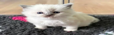 Ragdoll Kitten 1